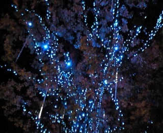 ���s�ɂ̂���