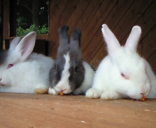 ���ӂ���(*�L�́M)